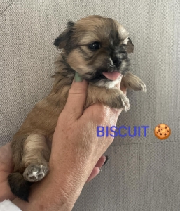 Shih Tzu x maltanczyk